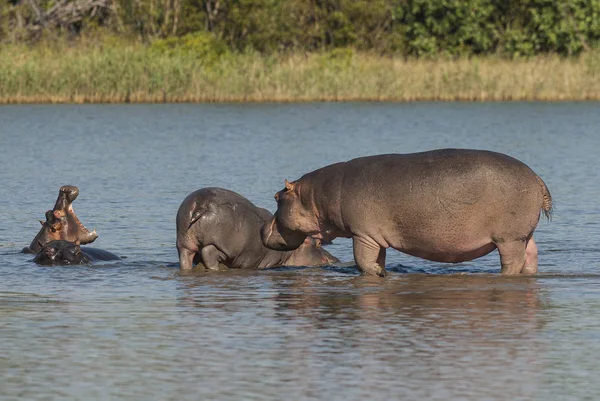 Flodhäst Kruger Nationalpark Afrika — Stockfoto