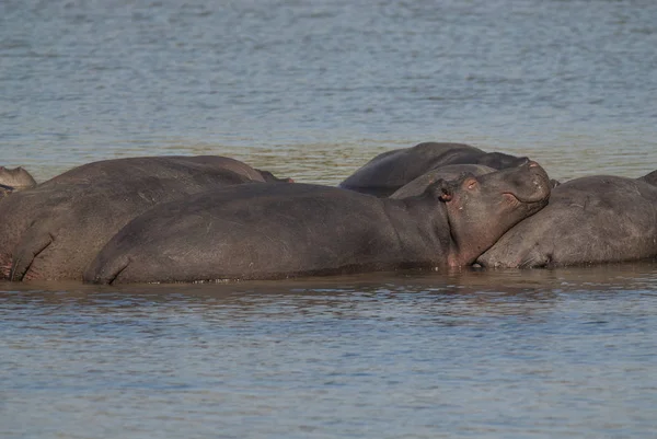 Playing Hippopotamus Kruger National Park Africa — Stock Photo, Image