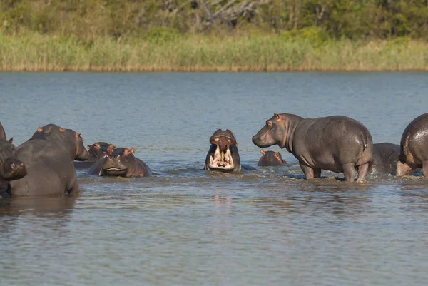 Jugando Hipopótamo Parque Nacional Kruger África —  Fotos de Stock