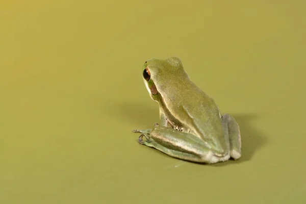 Vista Perto Frog Pampa Argentina — Fotografia de Stock