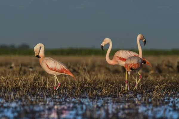 Flamingo Fåglar Patagonien Argentina — Stockfoto