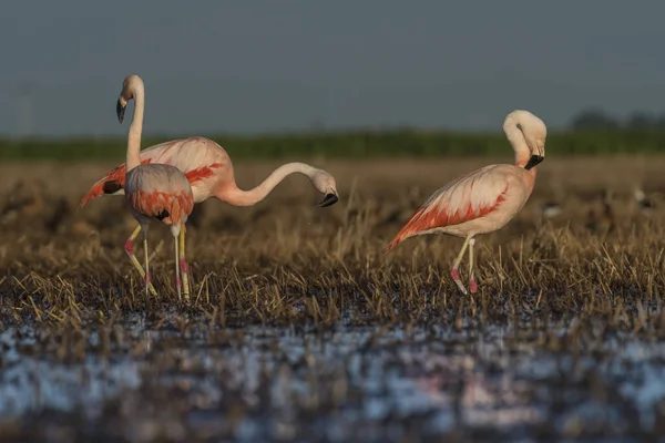 Flamants Roses Patagonie Argentine — Photo