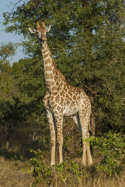 Жираф Национальный Парк Крюгера — стоковое фото