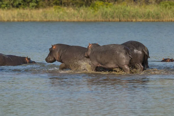 Jugando Hipopótamo Parque Nacional Kruger África —  Fotos de Stock