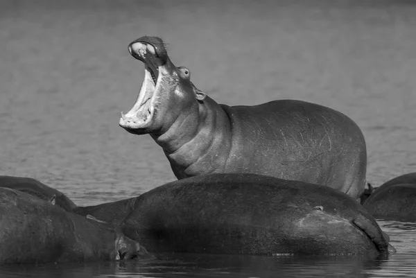 Jogando Hippopotamus Parque Nacional Kruger África — Fotografia de Stock