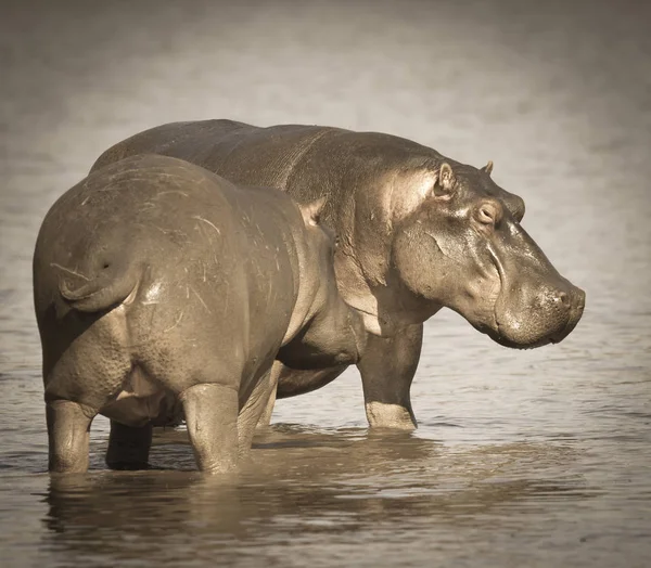 Gry Hipopotam Kruger National Park Afryka — Zdjęcie stockowe