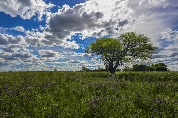 Farbenfrohe Landschaft Pampa Argentinien — Stockfoto