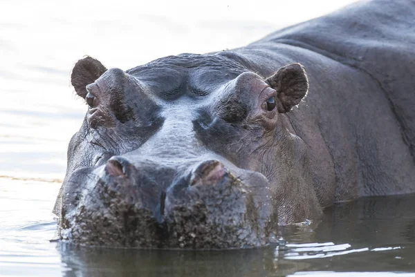 African Hippopotamus South Africa — Stock Photo, Image