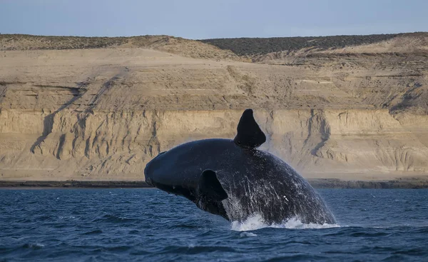 Baleine Sautant Eau Patagonie — Photo
