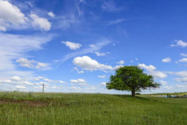 Färgstarka Landskap Pampas Argentina — Stockfoto