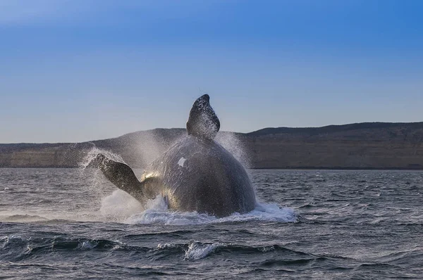 Baleine Sautant Eau Patagonie — Photo