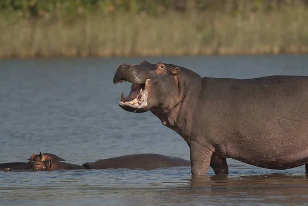 Gry Hipopotam Kruger National Park Afryka — Zdjęcie stockowe