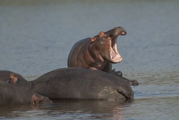 Hipopótamo Parque Nacional Kruger África —  Fotos de Stock