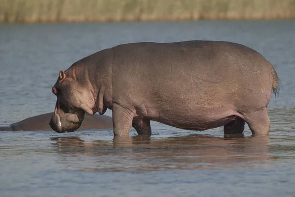 Jugando Hipopótamo Parque Nacional Kruger África — Foto de Stock