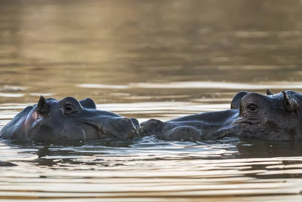 Jogando Hippopotamus Parque Nacional Kruger África — Fotografia de Stock