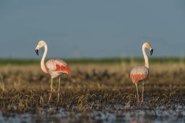 Flamants Roses Patagonie Argentine — Photo