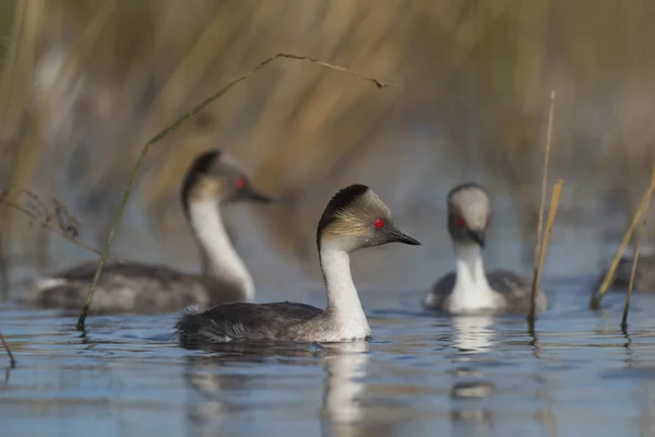 Grèbe Argenté Patagonie Argentine — Photo