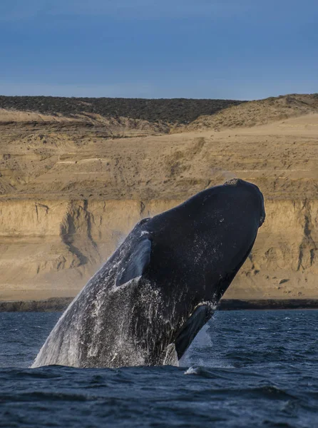 Baleine Sautant Eau Patagonie — Photo