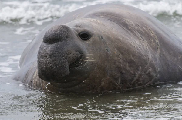 Närbild Sjöelefant Patagonia — Stockfoto