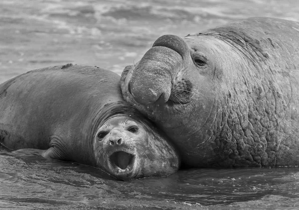 Nahaufnahme Von Elefantenrobben Patagonien — Stockfoto