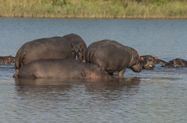 Jogando Hippopotamus Parque Nacional Kruger África — Fotografia de Stock