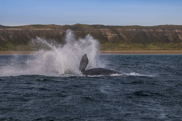 Baleine Sautant Eau Patagonie — Photo