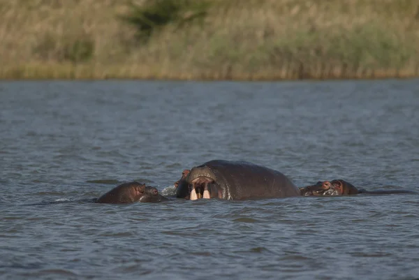 Jugando Hipopótamo Parque Nacional Kruger África — Foto de Stock