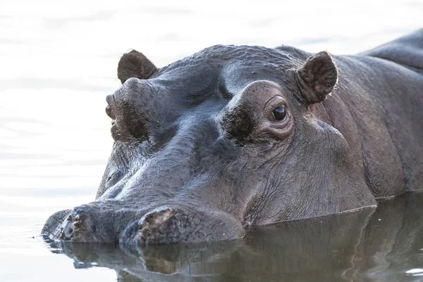 Afrikanisches Nilpferd Südafrika — Stockfoto