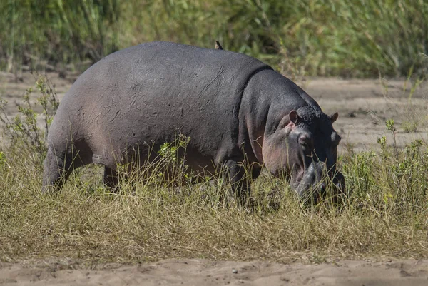 African Hippopotamus Republika Południowej Afryki — Zdjęcie stockowe