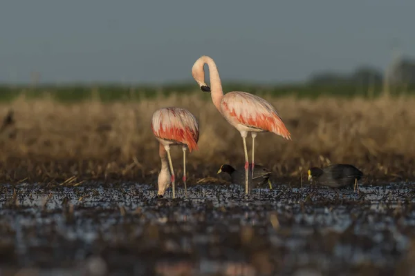 Flamants Roses Patagonie Argentine — Photo