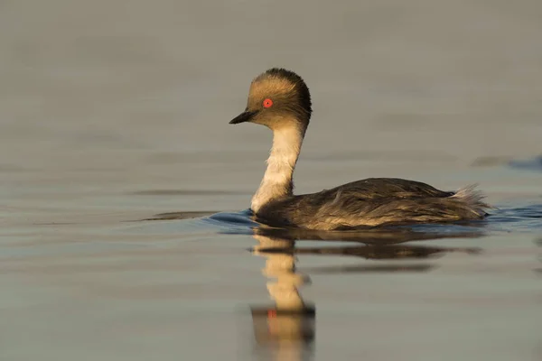 Silvery Grebe Patagonia Argentina —  Fotos de Stock