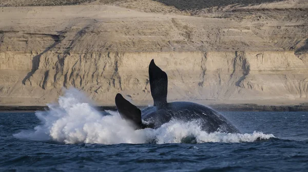 Baleine Sautant Eau Patagonie — Photo