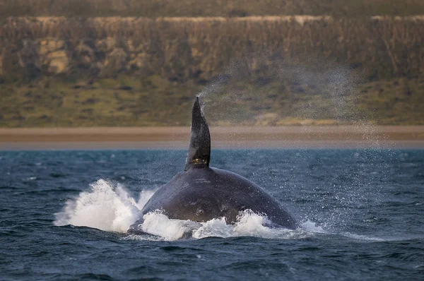 Whale jump from water, Patagonia