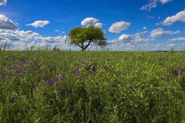 Renkli Manzara Pampa Argentina — Stok fotoğraf