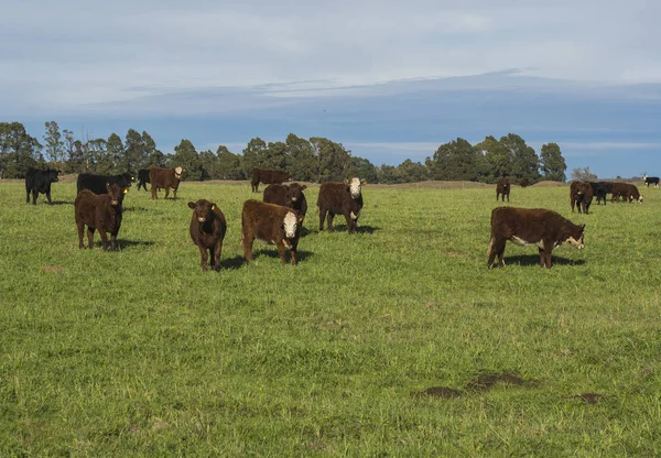 Alimentación Con Hierba Vacas Pampa Argentina —  Fotos de Stock