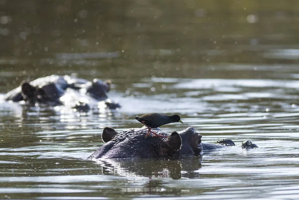 Africký Hippopotamus Jižní Afrika — Stock fotografie