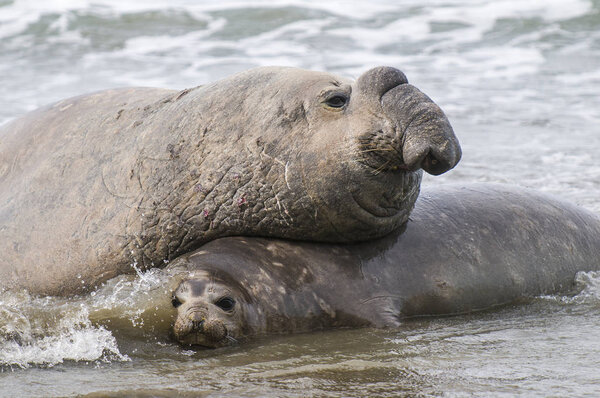 Close-up view of elephant seals, Patagonia