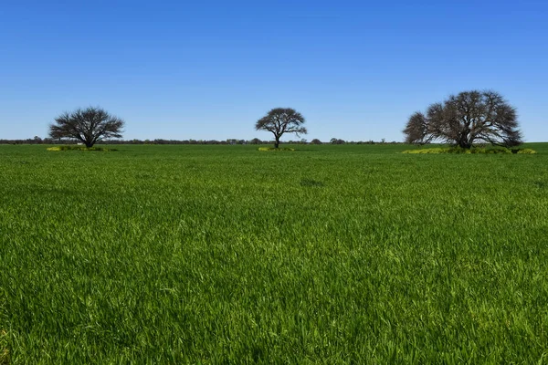 Paisagem Colorida Pampas Argentina — Fotografia de Stock