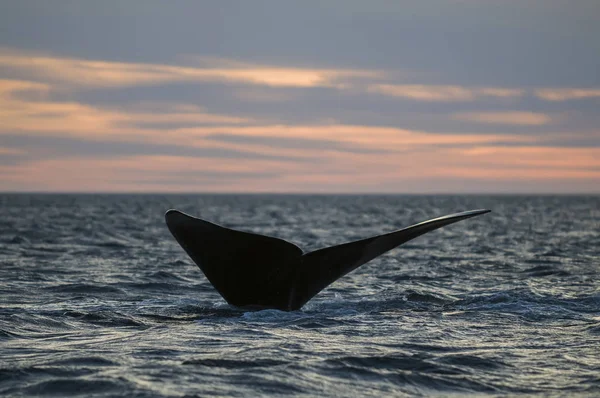 Whale Svans Fluke Patagonien Argentina — Stockfoto