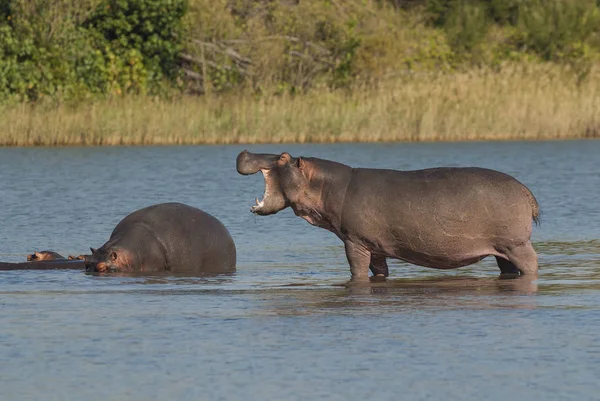 Jogando Hippopotamus Parque Nacional Kruger África — Fotografia de Stock