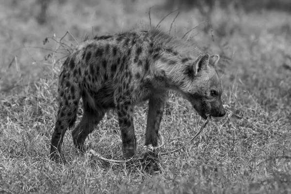 Vista Perto Hiena Comer África — Fotografia de Stock