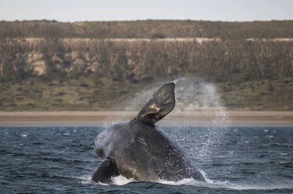 Baleine Sautant Eau Patagonie — Photo