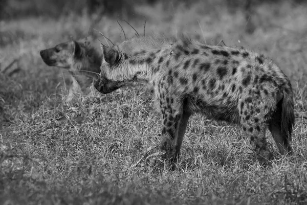 Close Zicht Hyena Eating Afrika — Stockfoto