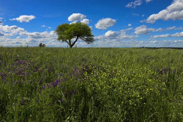 Kleurrijk Landschap Pampa Argentina — Stockfoto