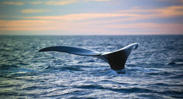 Φάλαινα Ουρά Απροσδόκητη Επιτυχία Παταγονία Αργεντινή — Φωτογραφία Αρχείου