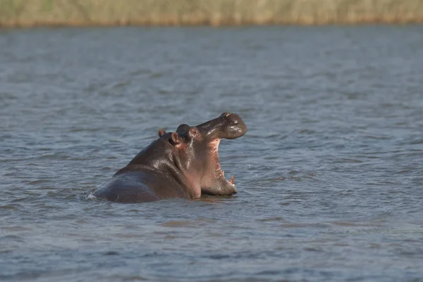 Hipopótamo Africano Sudáfrica — Foto de Stock