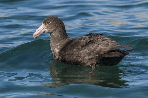 Üzerinde Deniz Kuşu — Stok fotoğraf