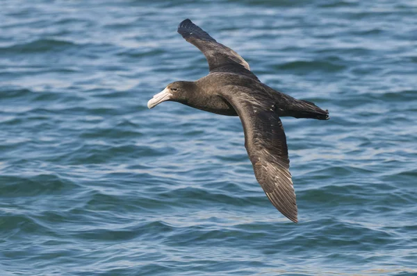 Pájaro Marino Vuelo — Foto de Stock