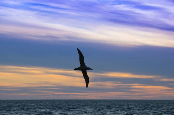 Seevögel Flug — Stockfoto