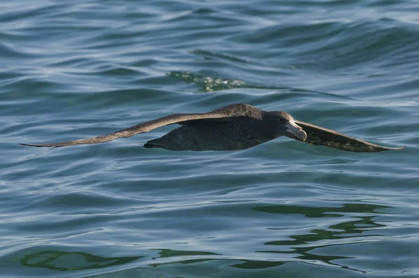 Oiseau Mer Vol — Photo